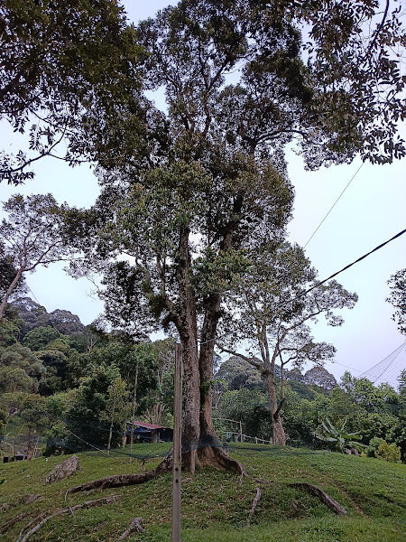 Chiam’s Family Durian Farm