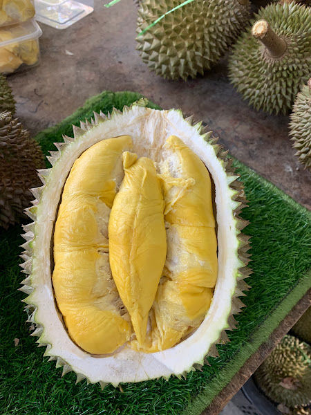 Durian Pohon 901