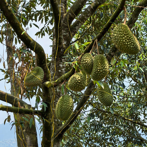 Pak Chan's Bentong Highland Durian