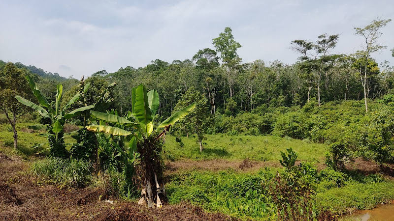 YKS - Durian tree #1