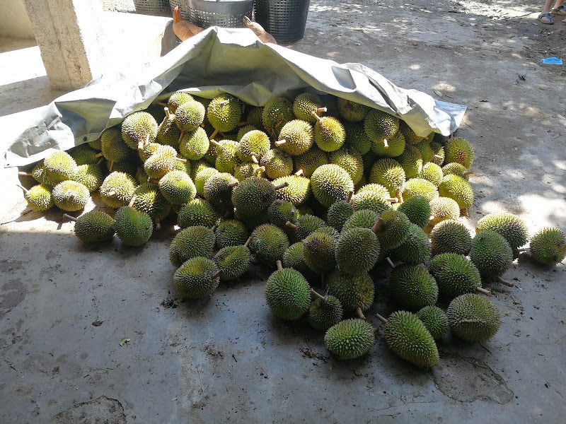 Dusun Musang King (also known as Dusun Taman Ria)