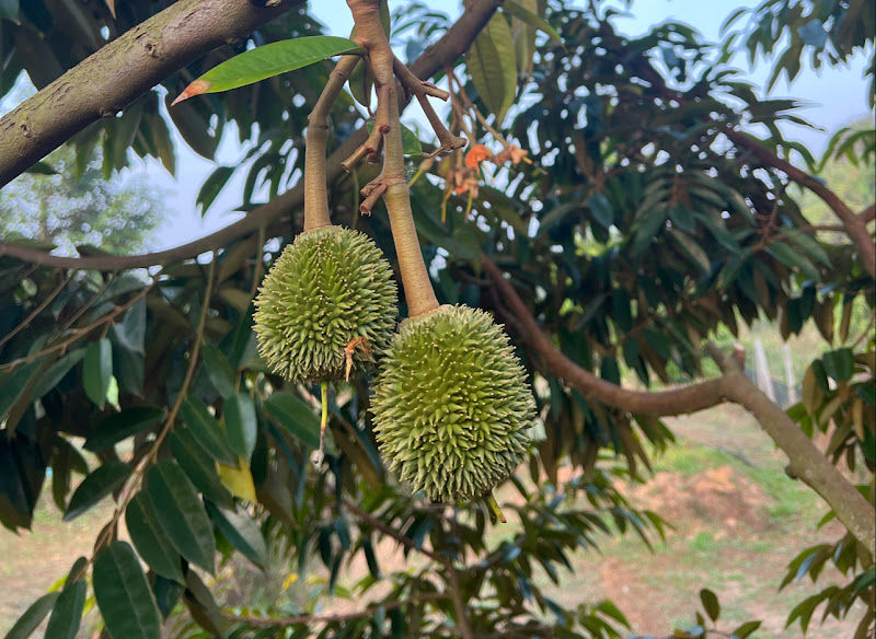Dusun Durian Apcel