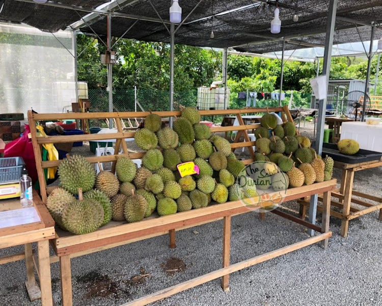 The Sabah Durian 沙巴仔榴莲