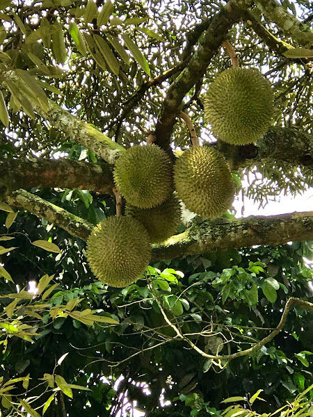 Tangkak Durian Agrotourism Hub
