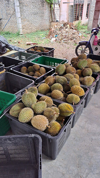 OhsemKing Durian