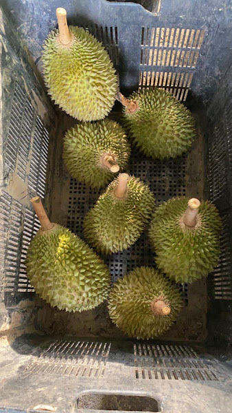 Dusun Durian Tok Wa