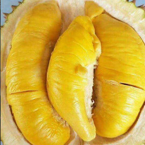 Raub Musang King - Agro Group