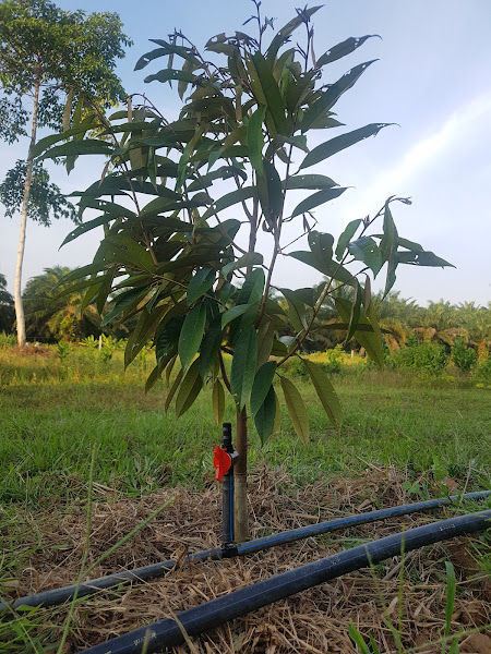 Dusun Durian Nek Tonah