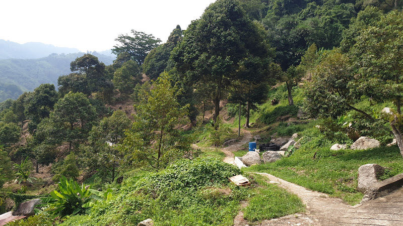 CH Tang Durian Orchard
