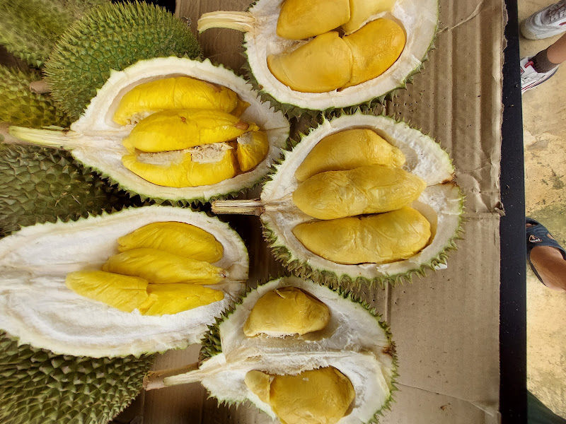 Durian Farm ~ SPL Tiny House