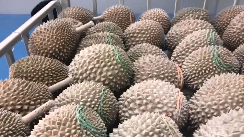 Malaysia Musang King Durian