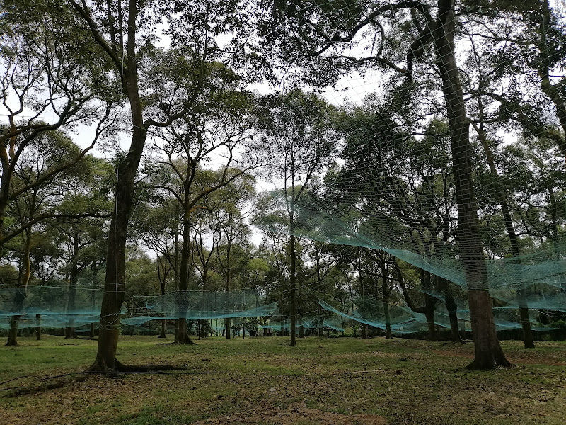 Gold Mountain Musang King 金山