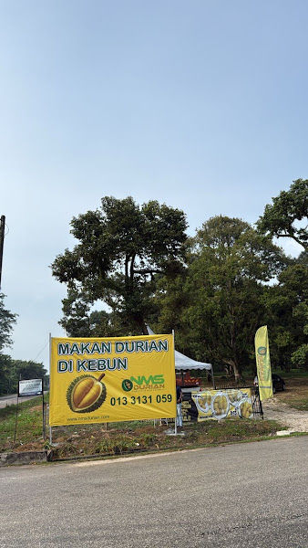 KEBUN NMS DURIAN