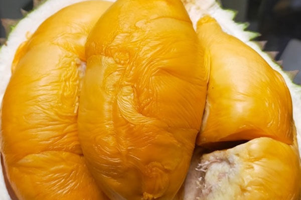 D200 Black Thorn (Ochee)