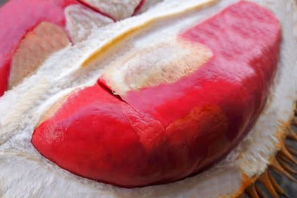 Durian Dalit (Borneo Red Durian)