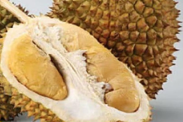 D198 Golden Phoenix (Jin Feng)