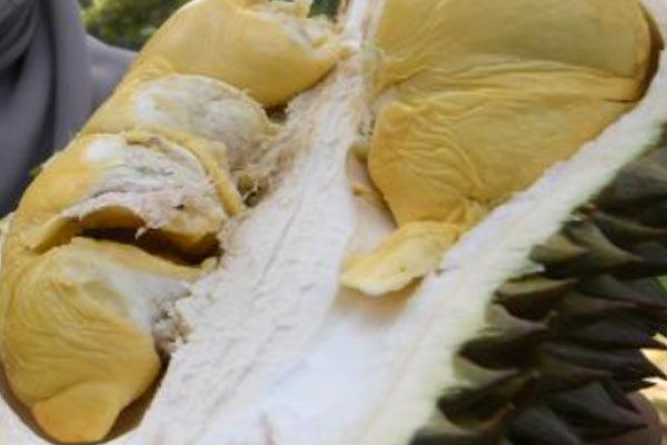 D217 Durian Jerai
