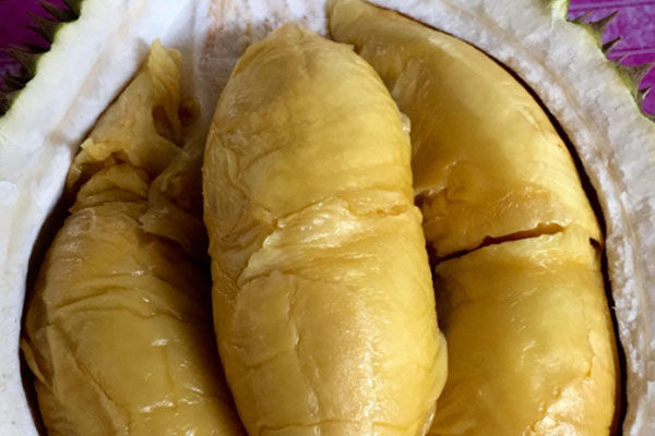 D103 Mong Zong Qing Ren (Bangkok Tree 28)