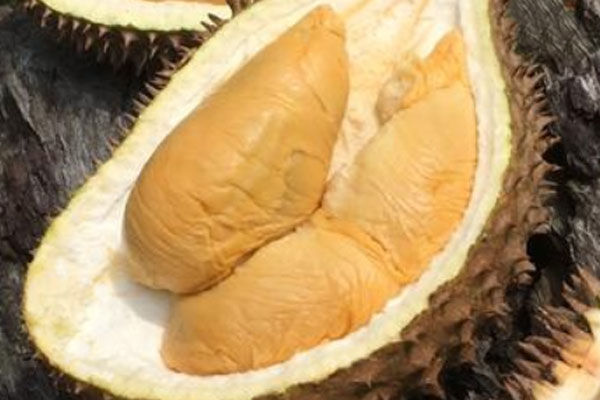 D175 Red Prawn (Ang Heh)