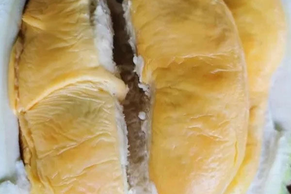 D214 TUPAI 226 (Tupai King)