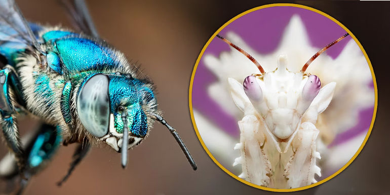 A Real Bug's Life: A Nature Documentary Series That Brings Insects to Life