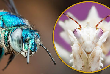 A Real Bug's Life: A Nature Documentary Series That Brings Insects to Life