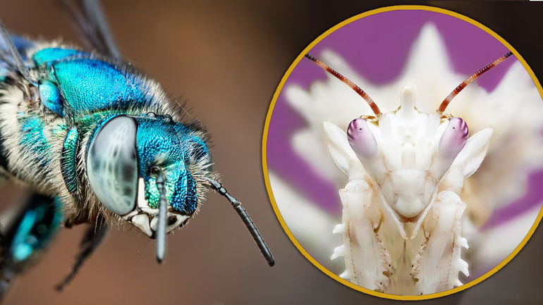 A Real Bug's Life: A Nature Documentary Series That Brings Insects to Life