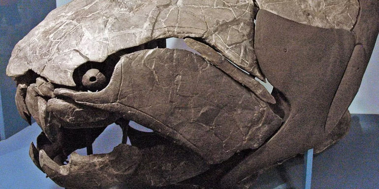 Dunkleosteus skull