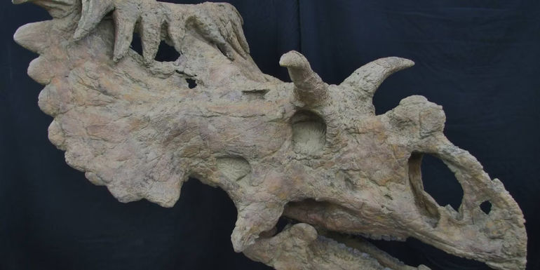 Kosmoceratops skull