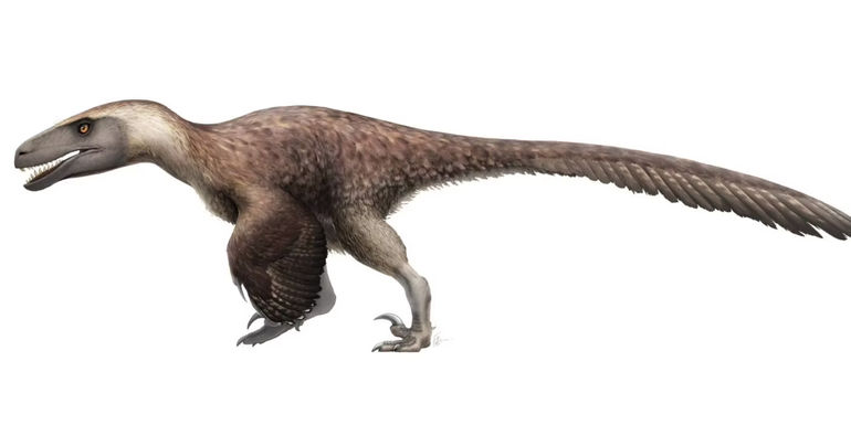 Utahraptor dinosaur
