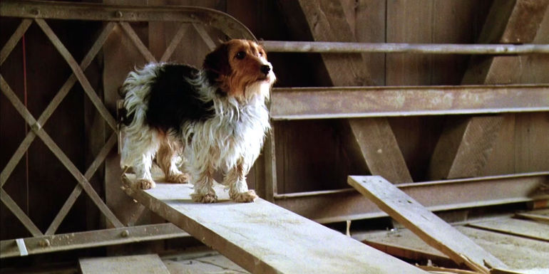 The dog standing on the wood plank in the bridge during Adam & Barbara's Beetlejuice death scene