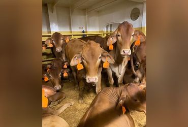 Stranded Livestock: A Tale of Concern and Controversy