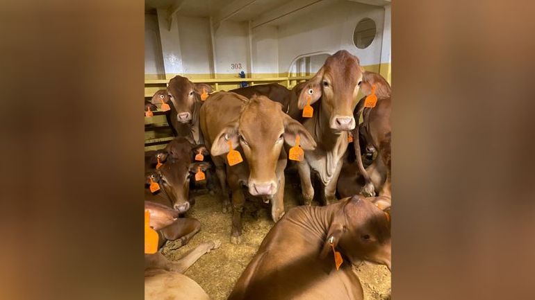 Stranded Livestock: A Tale of Concern and Controversy