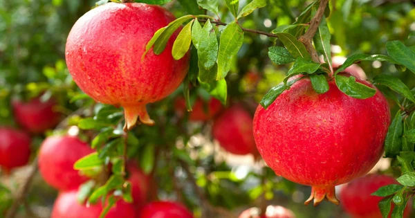 Lựu - Loại Quả May Mắn và Lợi Ích Chống Ung Thư