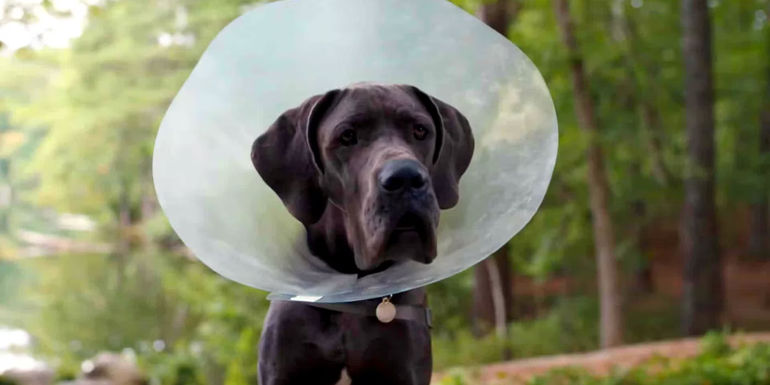 Hunter wearing a cone in Strays