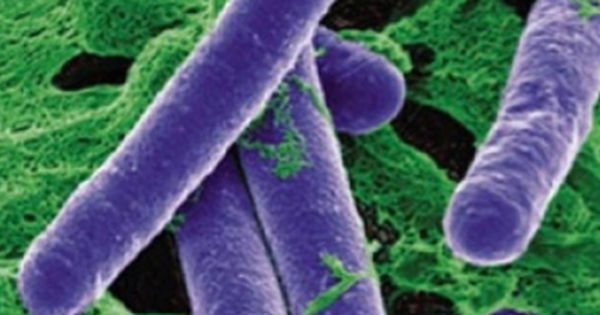 Khám phá về ngộ độc Botulinum toxin: Nỗi lo từ những thực phẩm nhiễm khuẩn