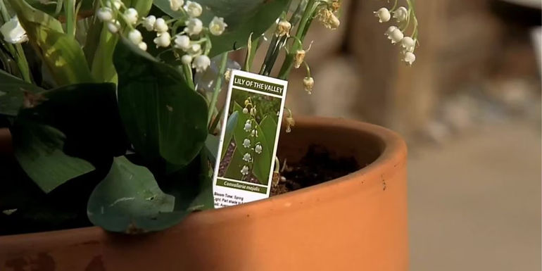 Lily of the Valley plant in Walt's backyard in Breaking Bad