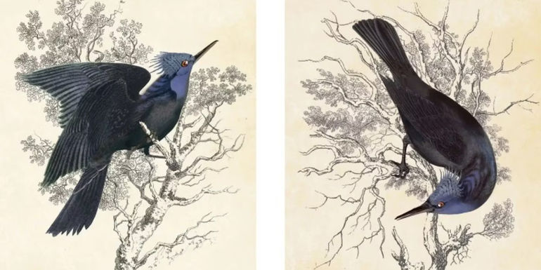 Illustrated jabberrjays used in set dressing in Snow's office for The Hunger Games Catching Fire. - The Jabberjay Is A Mutt Created In A Lab - A Jabberjay Is A Mutant Bird Created By The Capitol