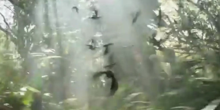 Jabberjays flying around a forest in Catching Fire. - The Prequel Features The Birds In A Key Storyline - The Jabberjays' Role In A Ballad Of Songbirds And Snakes