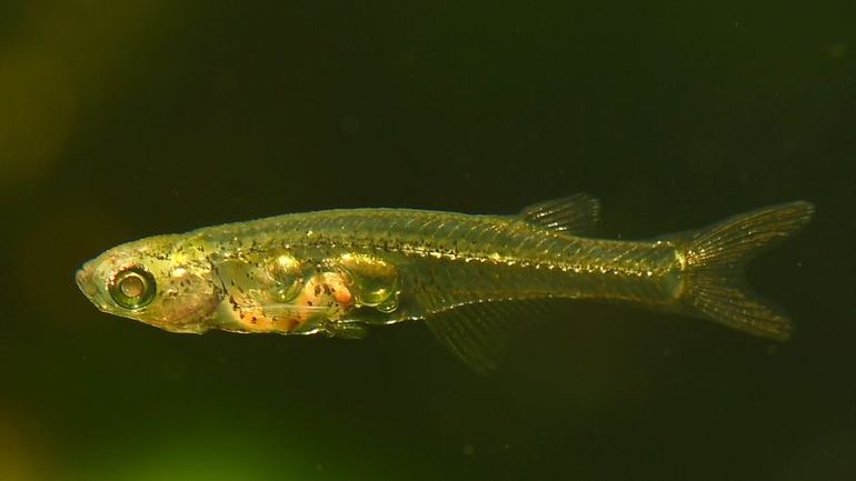 Incredible Discoveries: The Astonishing Sound Capabilities of Tiny Fish