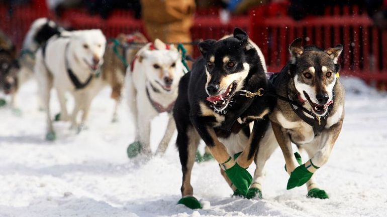 Can-Am Sled Dog Race in Eastern US Canceled Due to Snow Shortage