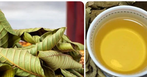 Lá ổi - Siêu phẩm từ thiên nhiên cho sức khỏe toàn diện