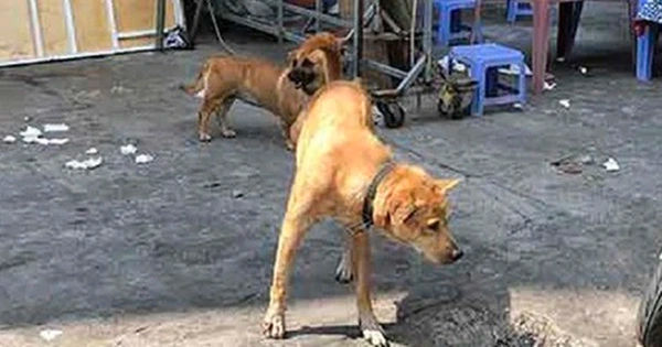 Cuộc chiến chống bệnh dại ở Thanh Hóa: Nỗ lực đồng bộ và quyết liệt