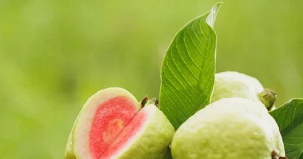 Những Lưu Ý Khi Tiêu Thụ Quả Ổi