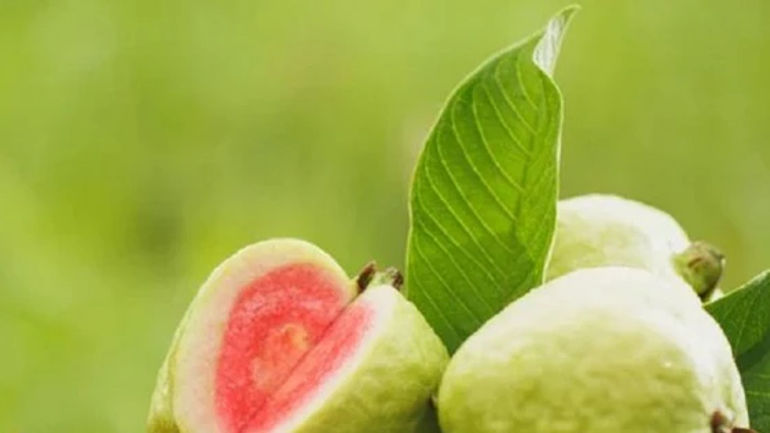 Những Lưu Ý Khi Tiêu Thụ Quả Ổi