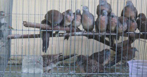 Cuộc phiêu lưu bí ẩn của sinh viên và cúm gia cầm A/H5N1