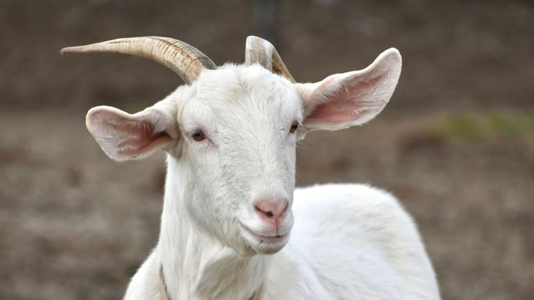 Wild goats takeover on Italian island prompts free capture offer