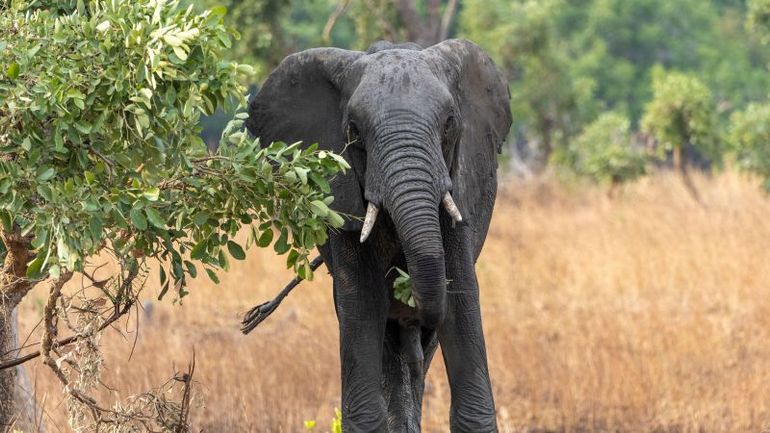 American Tourist Tragically Killed by Elephant During Safari in Zambia