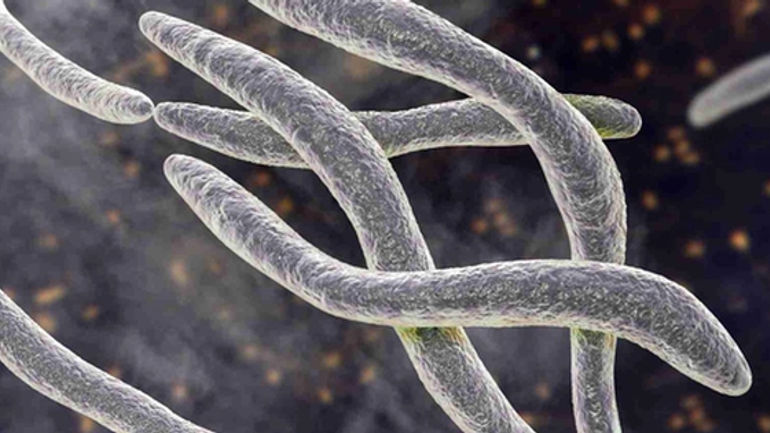 Bí ẩn đằng sau sự tương tác đáng sợ giữa vi khuẩn miệng và căn bệnh ung thư