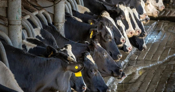 Sự lan truyền đáng lo ngại của virus cúm gia cầm H5N1 trong sữa: Mối đe dọa tiềm ẩn